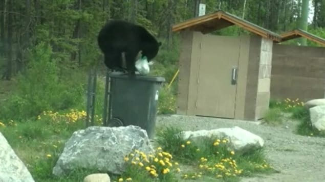 A problem situation in a many communities across Canada that are close to nature. Here a young black bear goes after garbage in Whitehorse in 2013.