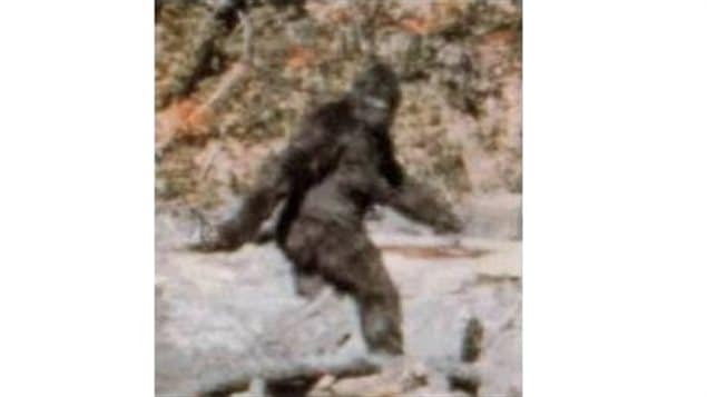 A frame grab from the 1967 Patterson–Gimlin film shot in the Pacific northwest USA claims to show *Bigfoot* (Sasquatch, Abominable Snowman) although. many discount it as someone in a gorilla suit. Canadians would seem to agree as far as a recent survey indicates