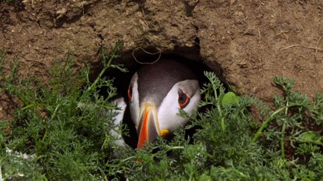 Puffin in its burrow/nest