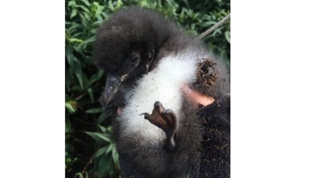 A researcher holds a puffin chick on Machias Seal Island, home to the largest puffin colony in the region. Normally the chicks emerge from the nest at about six weeks with no down left and wieghing about 300 grams. Very few chicks survived this year in the colongy and here the chick still has its down and is underweight at about 190-gm.