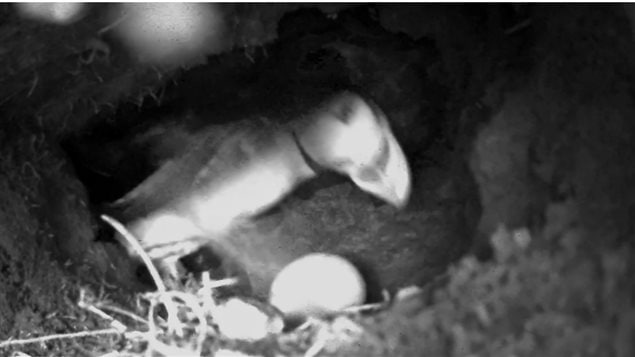 Puffin guarding egg inside burrowed nest. Puffins can live up to 30 years and pairs can produce one egg per season. This year at least one major colony on the east coast suffered massive chick deaths due to starvation as adults couldn’t find enough prey fish