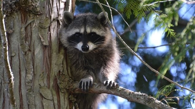 Biologists say raccoons and other mammals that eat the vaccine packets will be protected from rabies.