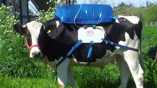 An experimental effort in Argentina captures gas from the stomach, up to 300 litres per day. The methane can then be used on the farm for heat and cooking, to generate light, or even as a fuel to power machinery