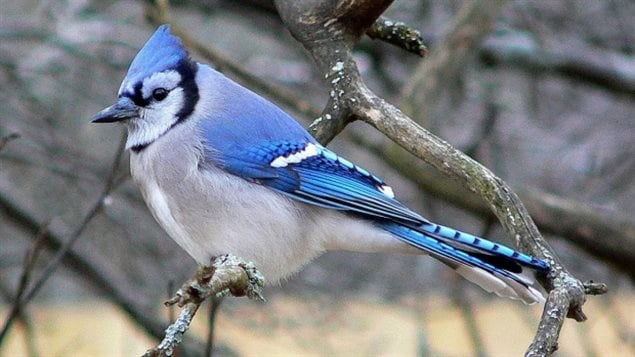 the blue jay is a common sight in Canada, colourful, noisy, resourceful, smart..it’s a good choice, but already the provincial bird of Prince Edward Island