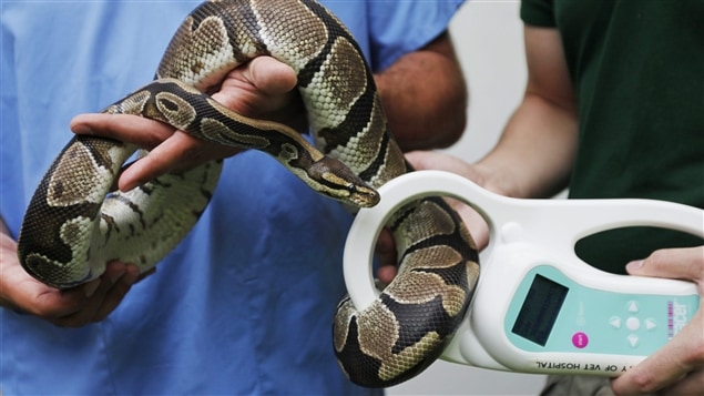 Un python royal Un python royal