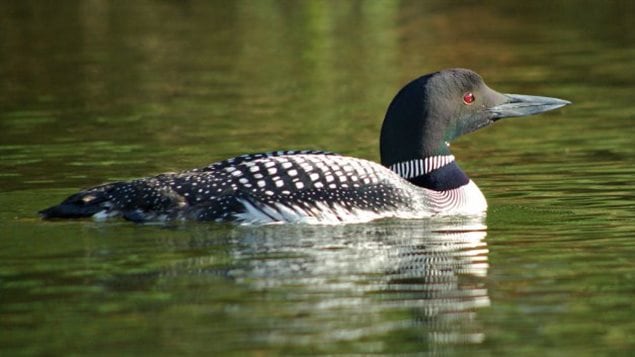 The common loon: Its haunting cry is often felt to represent the sound of Canada and its lakes and wilderness. It’s on our one dollar coin, and is a currently leading in the poll for a national bird