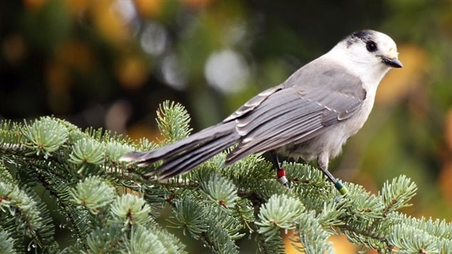 The grey jay is also known as the whisky jack, it stays in Canada all year, is resourceful and intelligent 