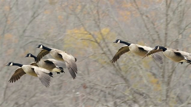 The Canada goose is another popular choice, but are considered large pooping machines by some and they have become so plentiful and adapted to humans and urban settings that they are considered a nuisance in many areas