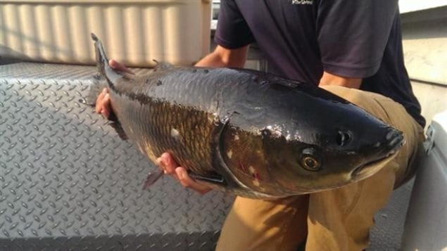 Photo shows a grass carp similar to the one caught this month in Lake Erie just west of Point Pelee. That fish was a almost a metre long and weighed just over 10 kg. The grass carp shown here was one of five caught near the Toronto Islands in 2015 by Toronto and Region Conservation staff. One of them weighed just over 16 kg.