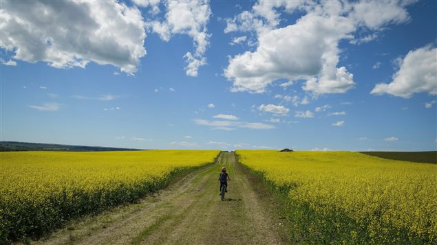 Canola generates one quarter of all farm cash receipts in Canada, says Canadian Press.