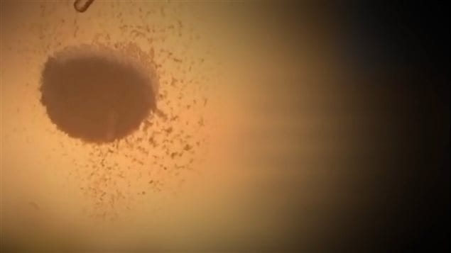 Nanorobots en la lucha contra el cáncer