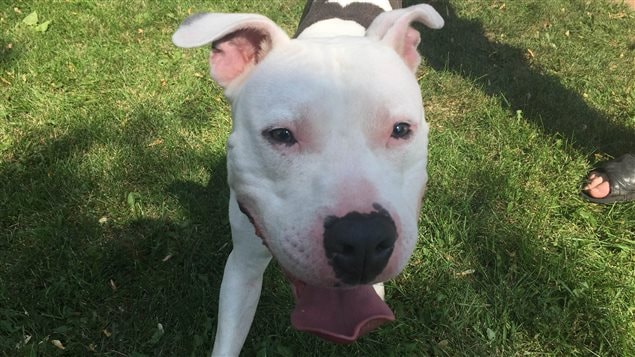 Jack, un pitbull de Montréal qui s’est réfugié en Saskatchewan