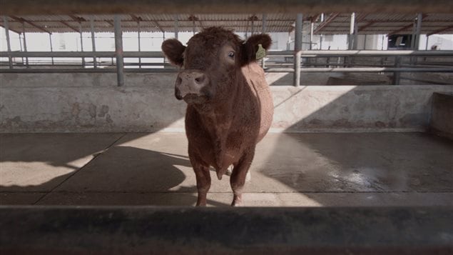 El toro, otrora campeón, condenado al matadero.