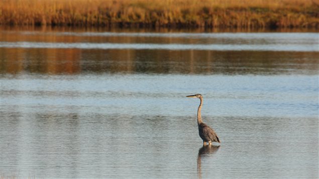 Conserving land on the Tabusintac Estuary in New Brunswick would be good for the climate and good for creatures like the Great Blue Heron, argues the NCC.