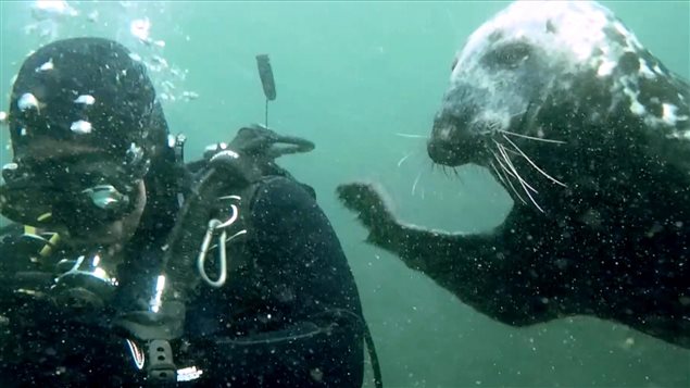 Un phoque très amical avec les plongeurs, près de l’île Bonaventure.