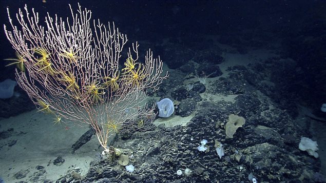 The Northwest Atlantic Ocean is changing ‘fastest,’ says a government news release.