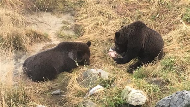 deux grizzlys mangent des saumons deux grizzlys mangent des saumons