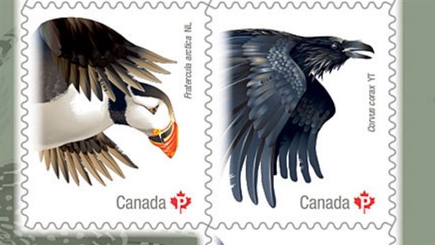Close-up of the Atlantic Puffin, official bird of Newfoundland and Labrador, and the Common Raven, official bird of Yukon Territory