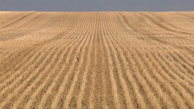 Un champ de blé