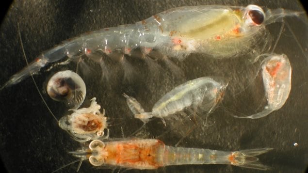 At the low end of the food chain, zooplankton are affected by microplastics.