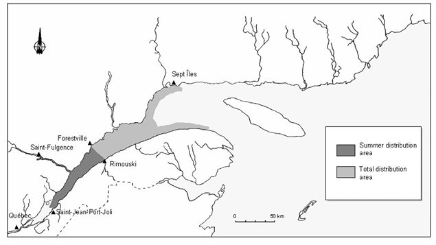 St Lawrence beluga distribution range