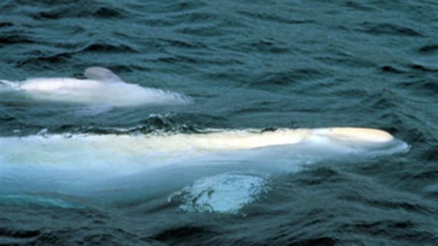 Beluga mother and calf. The Beluga of the St Lawrence as of this week are listed as endangered as their numbers continue to decline.