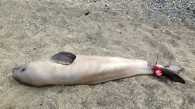 This newborn beluga was one of two found dead near Rimouski in July 2013. Scientists suspect the babies die of starvation after separation from their mothers and that underwater noise from human activity is disrupting the whales communications