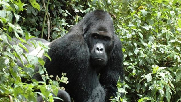 The IUCN at its international meeting in Hawaii released its *Red List*, it includes Four out of six great ape species are now Critically Endangered – only one step away from going extinct – with the remaining two also under considerable threat of extinction