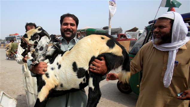 Un hombre cargando su cabra en un mercado de Peshawar, Pakistan Septiembre 12, 2016