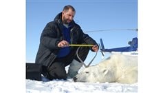 Renowned polar bear expert, professor Andrew Derocher (PhD) of the University of Alberta measures a polar bear on the Beaufort Sea ice in April 2009.