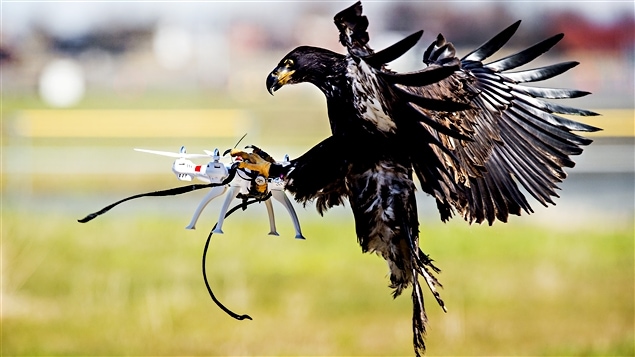 La police néerlandaise a entrainé des aigles pour intercepter des drones possiblement dangereux qui survolent des zones interdites.