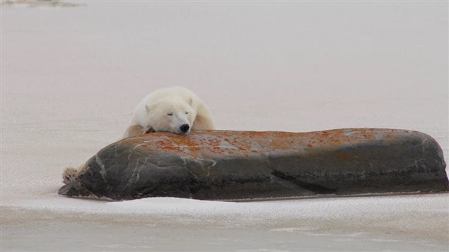 As bears migrate towards the Hudson Bay shore, they try to conserve as much energy as possible while waiting for freeze up. By that time they will have gone months with little or no food. The lengthening summer means more bears will starve