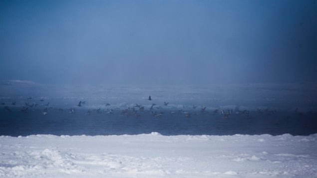 Eider ducks fly over a polynya near Sanikiluaq in the Canadian territory of Nunavut. Polynya are rich ecosystems of open water surrounded by sea ice.