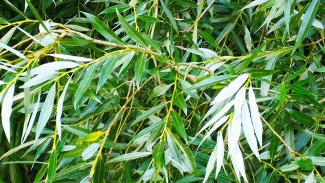 Feuilles du saule blanc (Salix alba), l’une des essences pouvant retarder le viellisement selon l’étude de l’Université Concordia