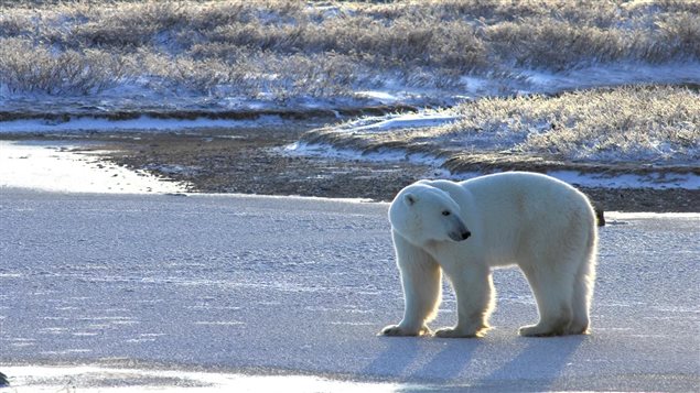 Churchill Manitoba, Nov 2015: A thin bear testing the ice near shore. This new study shows land-based foods can never replace the rich seal meat the bears need. With shorter ice seasons, more bears will starve, and they may disappear from the Hudson region in a few decades.