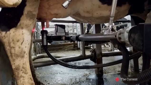 A robotic milking machine in operation on an Ontario farm. In addition to performing the milking, the equipment sends a sidnal to the farmer’s mobile phone if a problem arises.