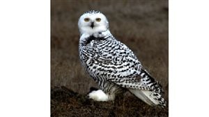 Young snowy owl in Alaska 2006. Adults will lose most of the black tip feathers, esp adult males. This iconic northern species has declined by about 64% since 1970
