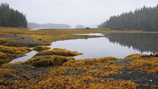 Estuario Gullchucks en el bosque Grand Ours en Columbia Británica.