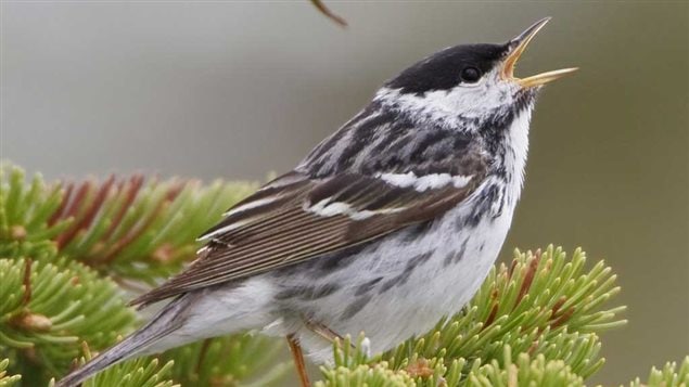 Nearly half of the 1.5 billion breeding landbirds lost since 1970 have been Blackpoll Warblers—borealforest breeders that migrate to the Amazonian lowlands of South America and back each year