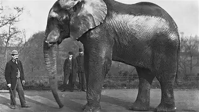 Jumbo and *trainer* Matthew Scott. Note lack of tusks. Out of stress and occasional bouts of violent behaviour in his cage, the tusks were worn down or broken off. He was often beaten into submission, not a happy life.