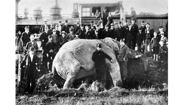 The giant elephant the day after the accident.