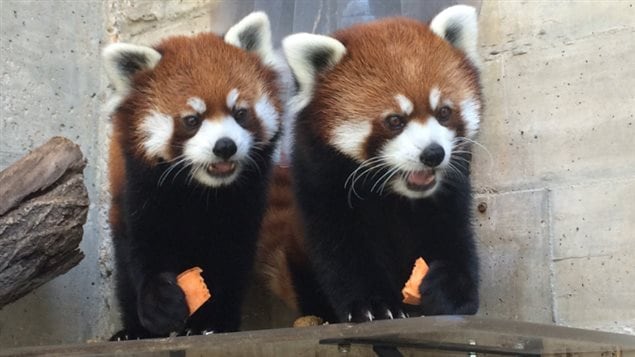 Des pandas roux du zoo du parc Assiniboine se régalent.