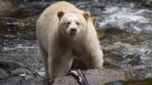 The Great Bear Rainforest in western Canada is known for its rare white bear. The so-called Spirit Bear plays a prominent role in the culture of local indigenous peoples.