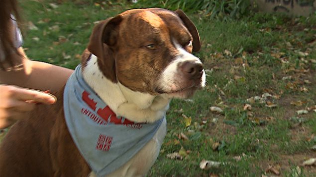 Tank, un chien de type pitbull qui errait lorsqu’il a été retrouvé.