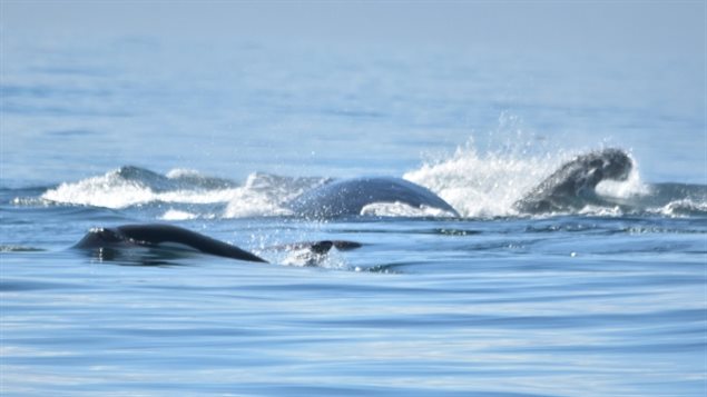 The sight of humpback whales fighting killer whales astonished people watching from nearby boats off Canada’s west coast.