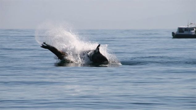 Some transient killer whales began to hunt a sea lion in waters off the western city of Victoria.