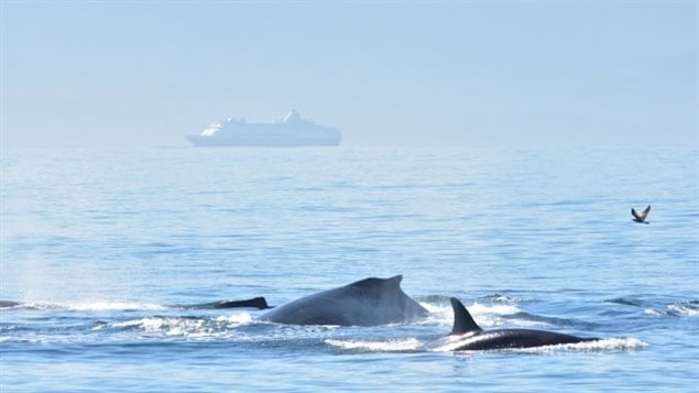 Four humpback whales intervened blocking the sea lion from the attacking orca whales.