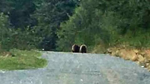 The two young grizzlies were spotted on Cormorant Island starting Sept. 16. 