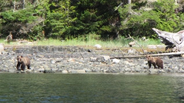 It was most unusual for a kayaker to spot and photograph two grizzly bears on Pearse Island, next to Cormorant Island. Grizzlies are native to the central mainland of British Columbia province.