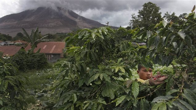 Some coffee growers are already facing increasing disease and pests.